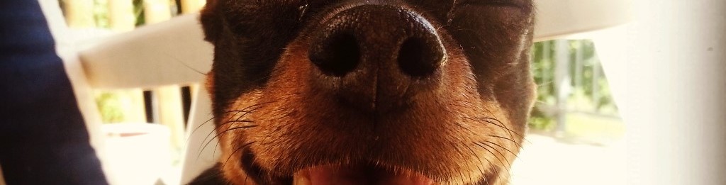 Freund oder Feind:&nbsp;Hundeschnauzen