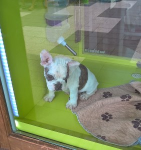 WP_20150813_12_51_04_Pro