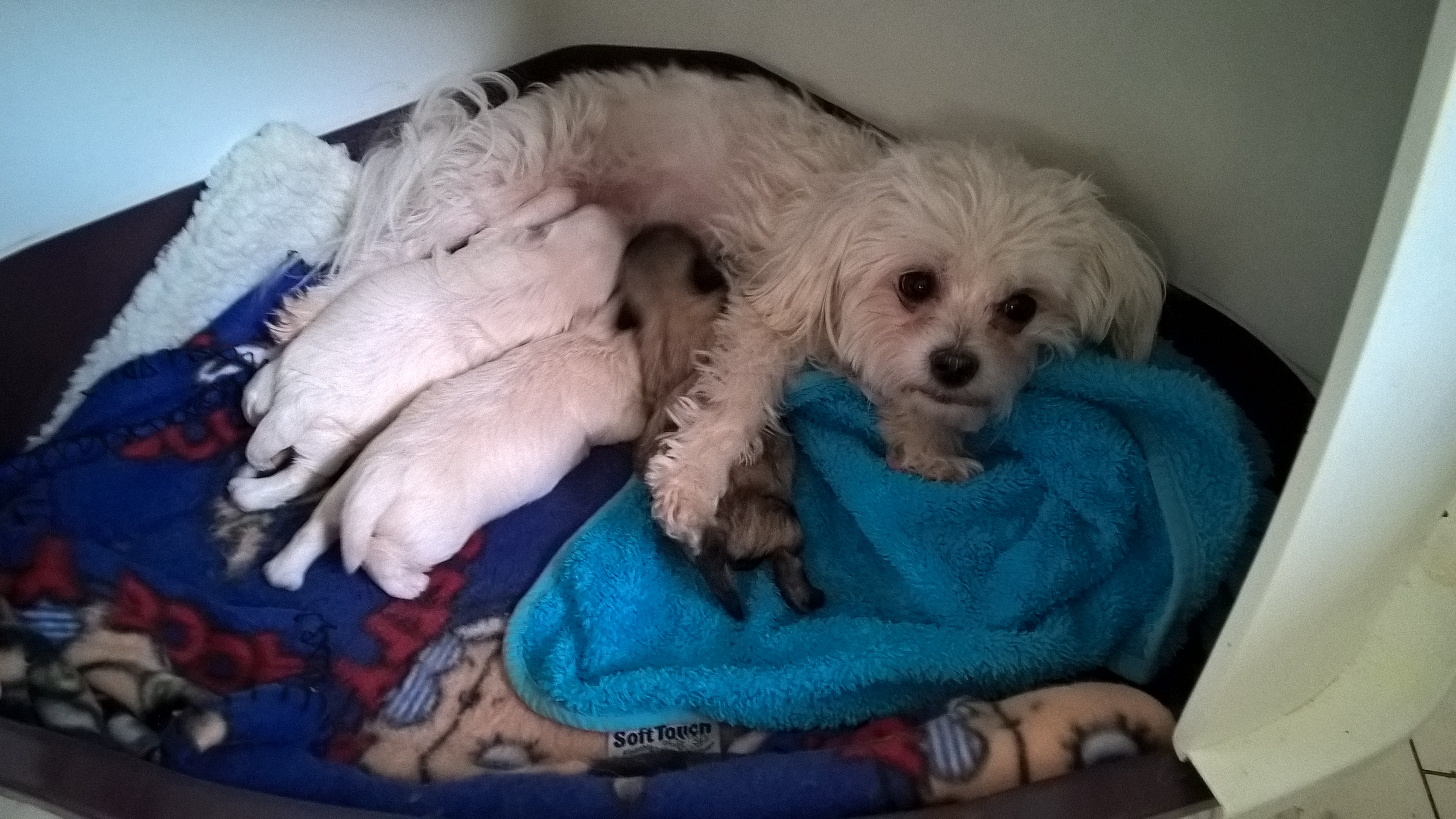 WP_20151229_15_24_00_Pro